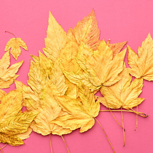 autumn-fashion-fall-leaves-background-vintage-2023-11-27-05-06-52-utc