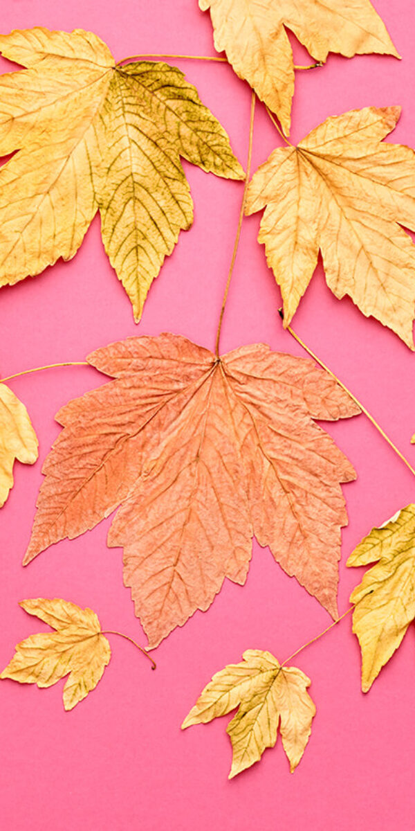 autumn-fashion-fall-leaves-background-vintage-2023-11-27-05-19-56-utc