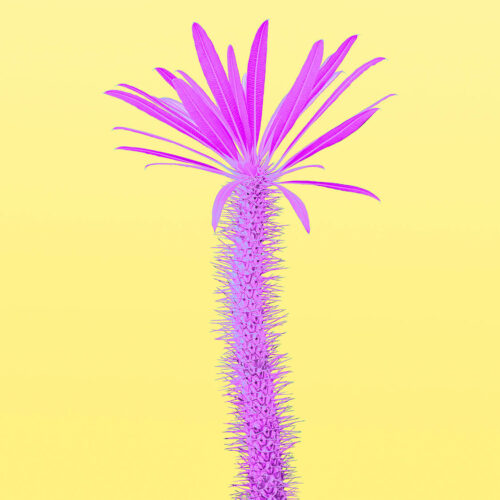 trendy-tropical-cactus-neon-surreal-minimal-on-pin-2024-02-13-19-10-53-utc (2)