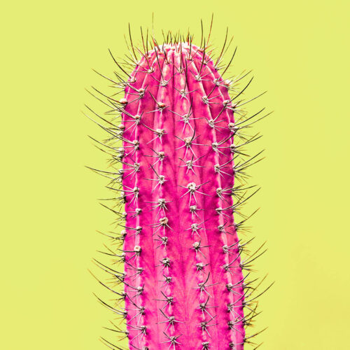 trendy-tropical-cactus-neon-surreal-minimal-on-pin-2024-02-13-19-10-53-utc